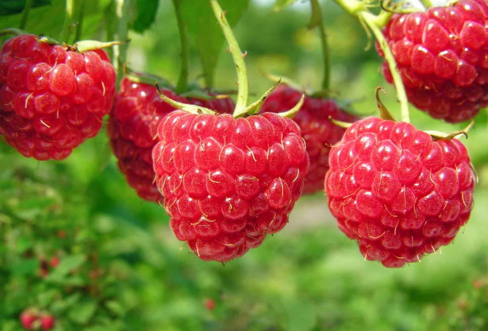 Reife Himbeeren