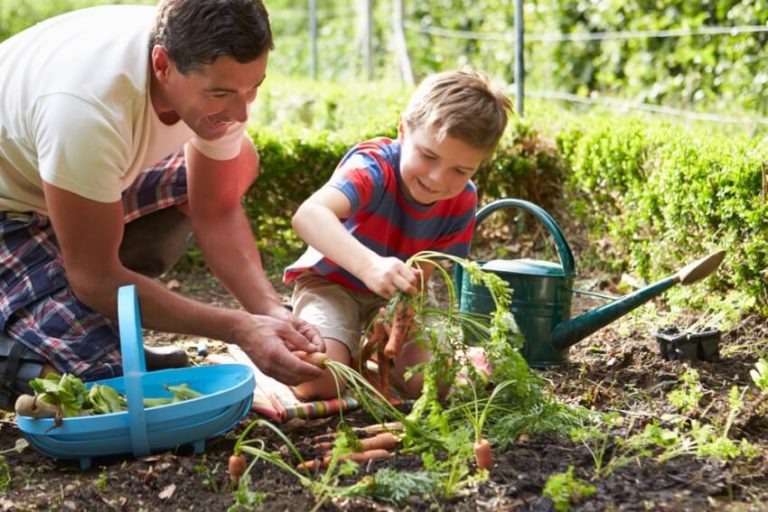 Mann kniet mit Sohn im Beet und erntet Möhren